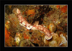 another nudi "speed chase"... by Adriano Trapani 